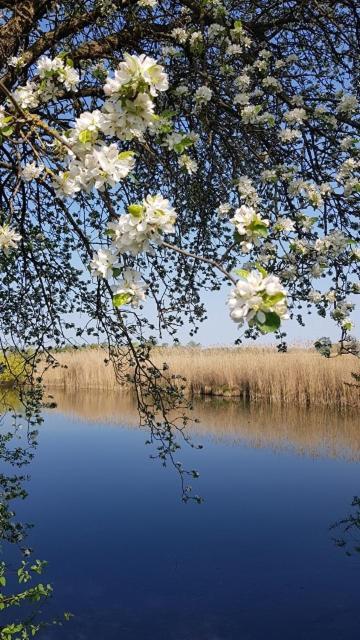 Haus Blumenfeld-Schwaiger Daire Übersee Dış mekan fotoğraf
